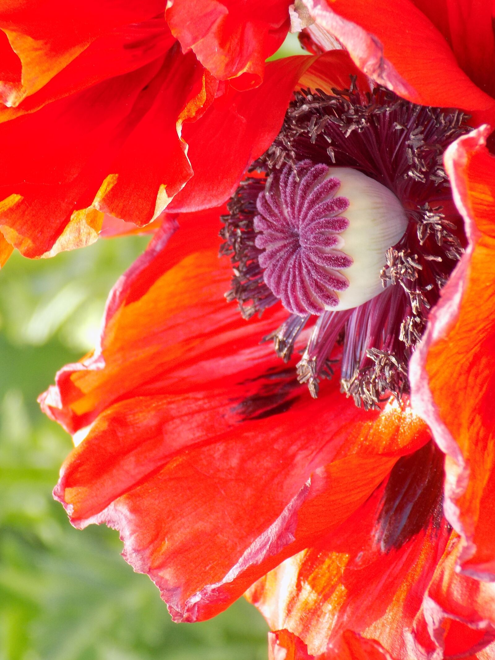 Nikon COOLPIX L340 sample photo. Poppy, flowers, nature photography