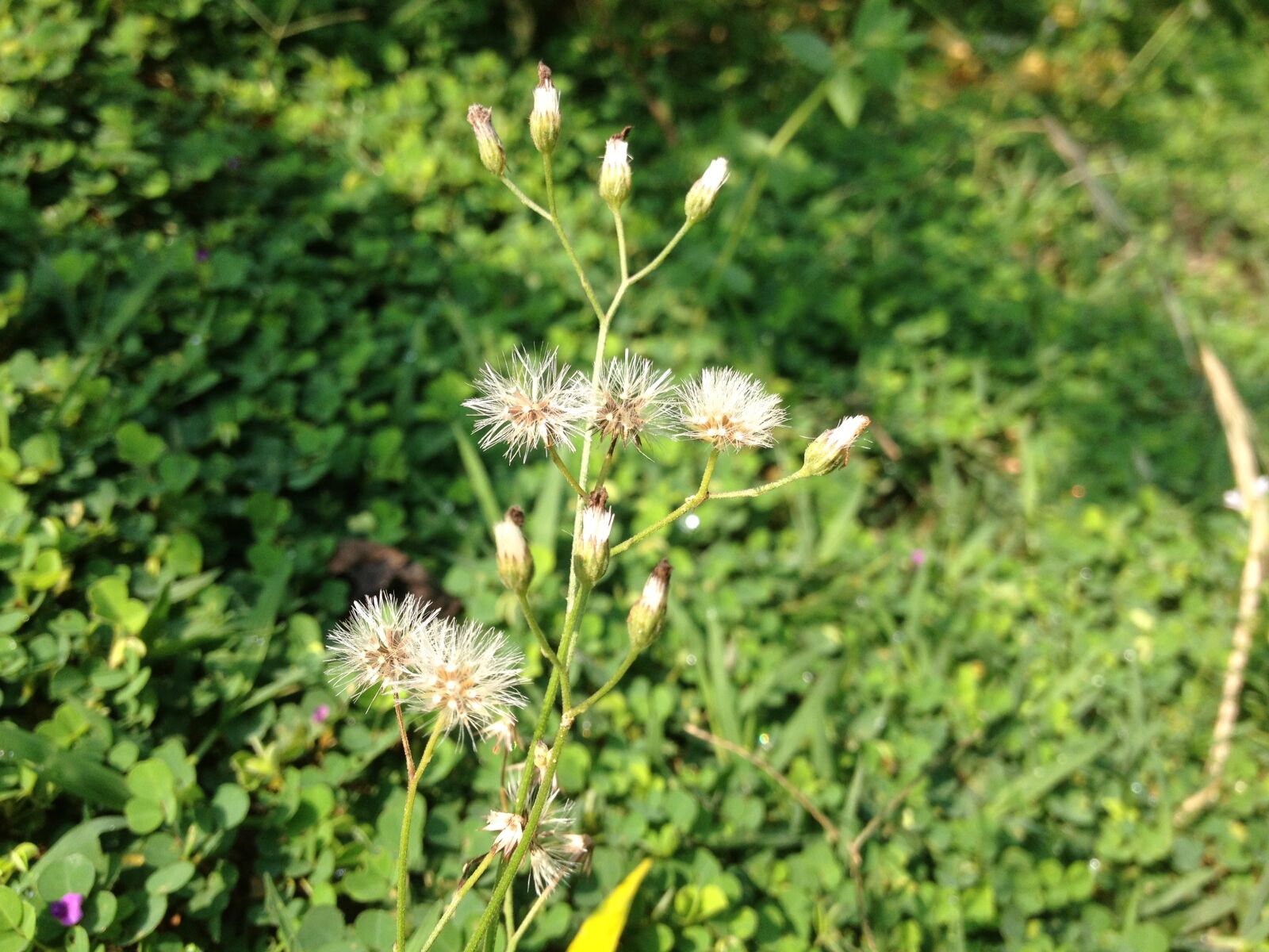 Apple iPhone 4S sample photo