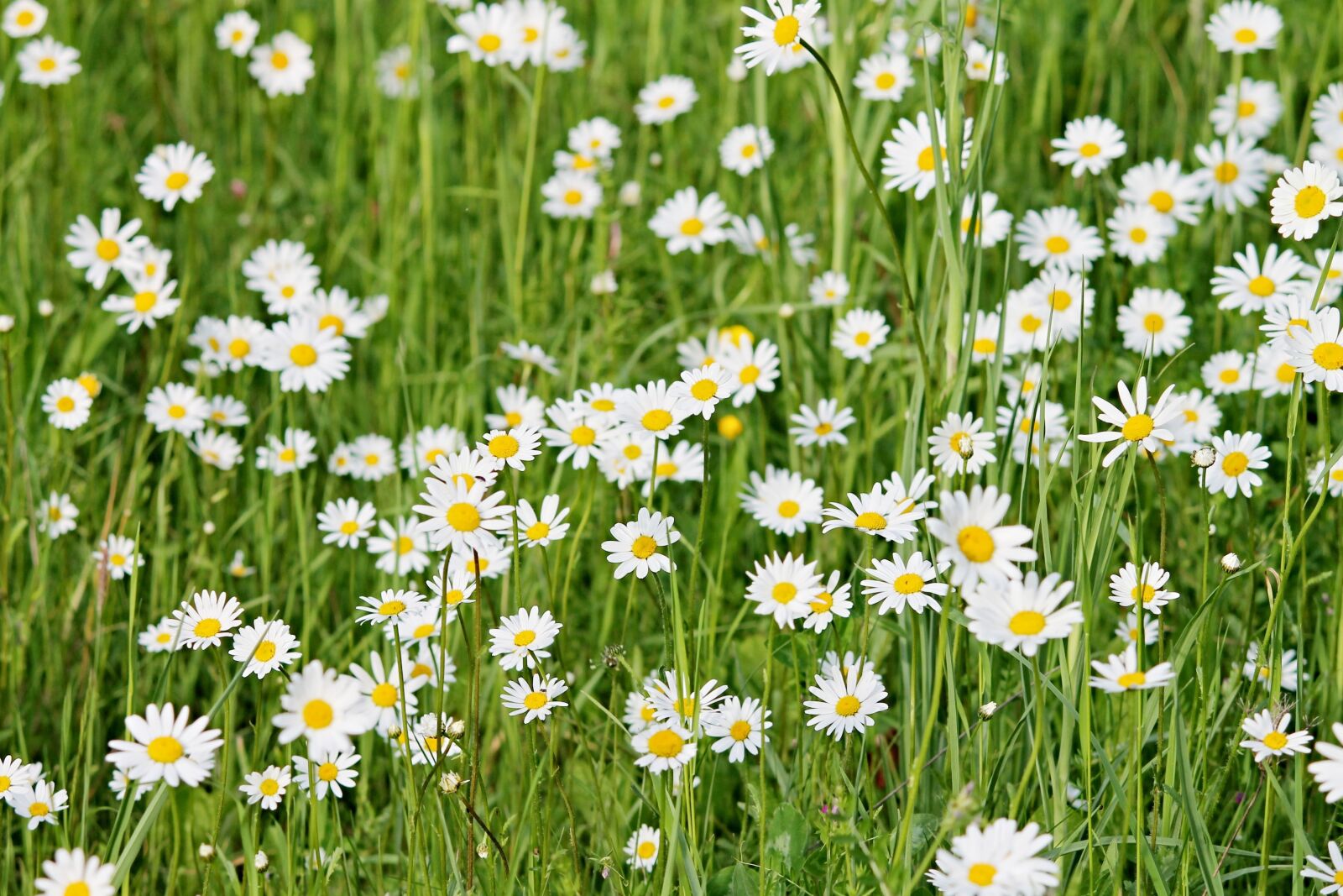Canon EF-S 55-250mm F4-5.6 IS II sample photo. Wild daisies, daisies, meadow photography