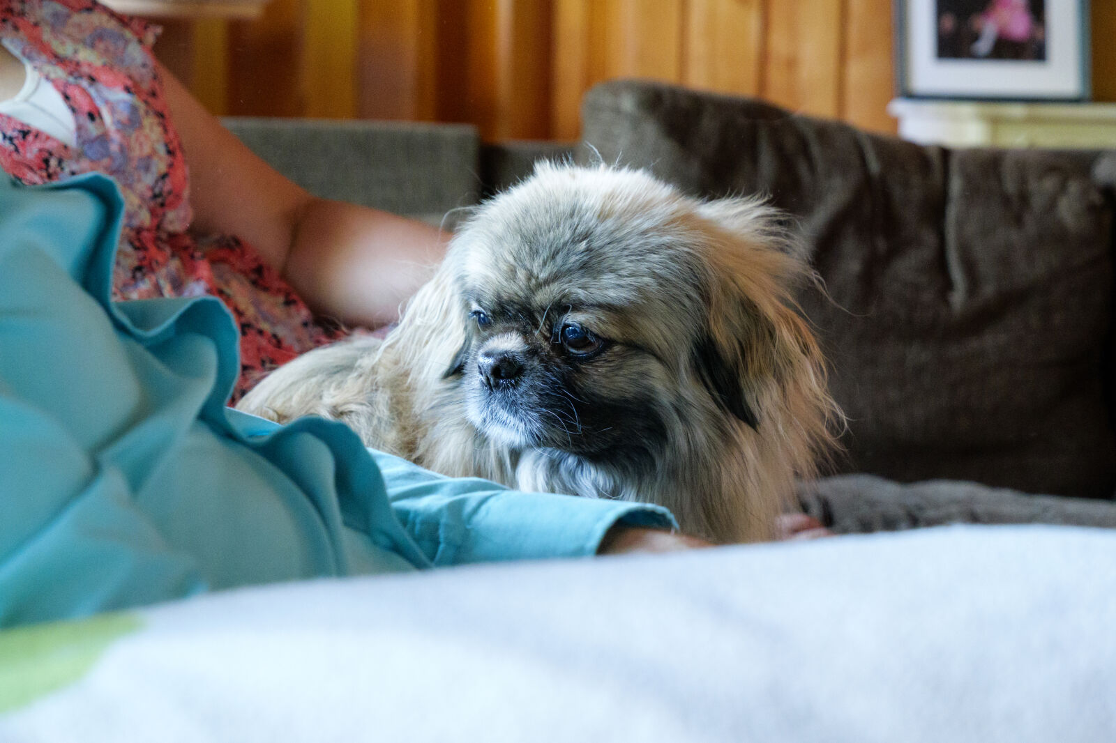 Panasonic Lumix DC-G9 II sample photo. Dog of the day photography
