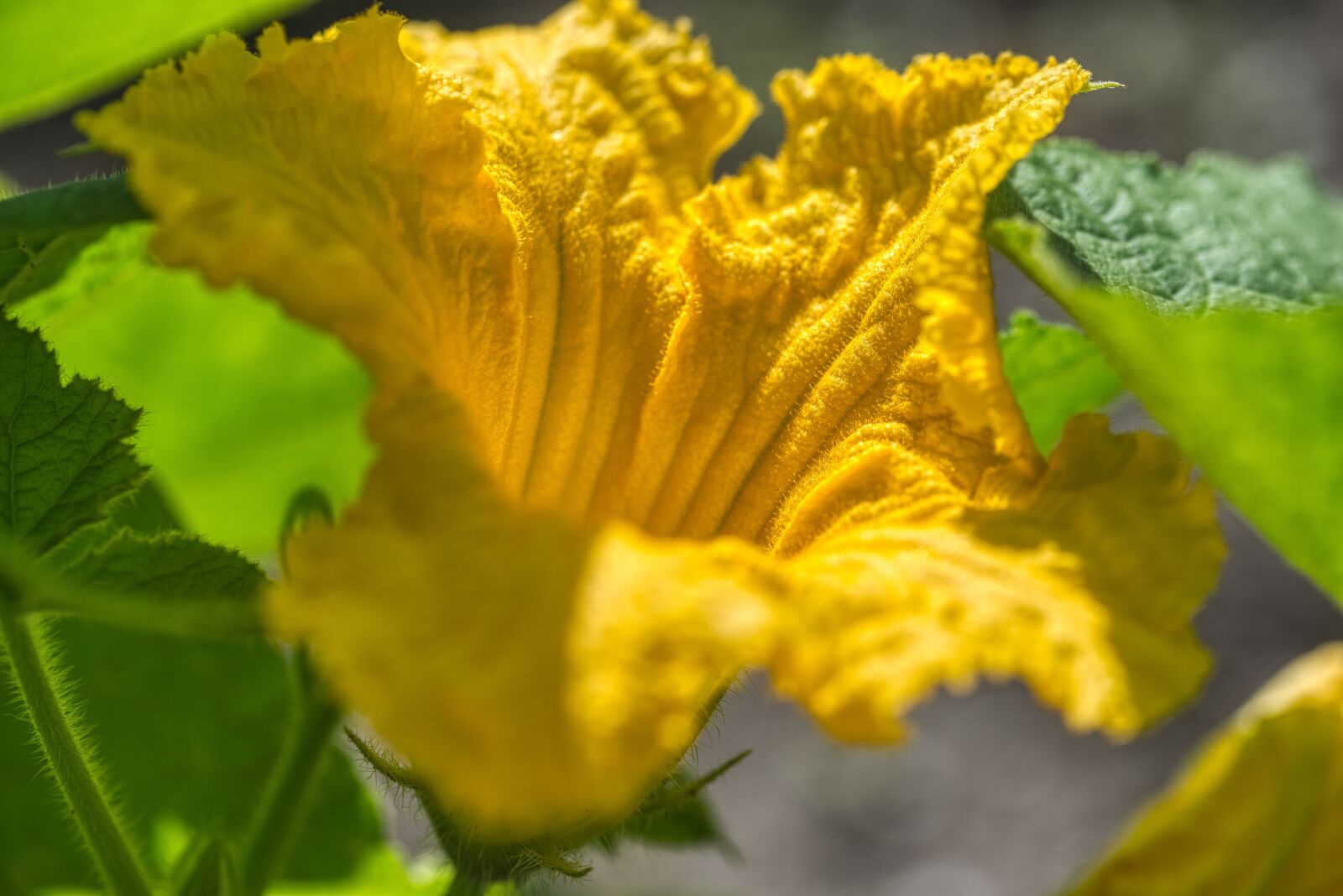 Nikon D750 sample photo. Hokkaido, pumpkin blossom, flower photography