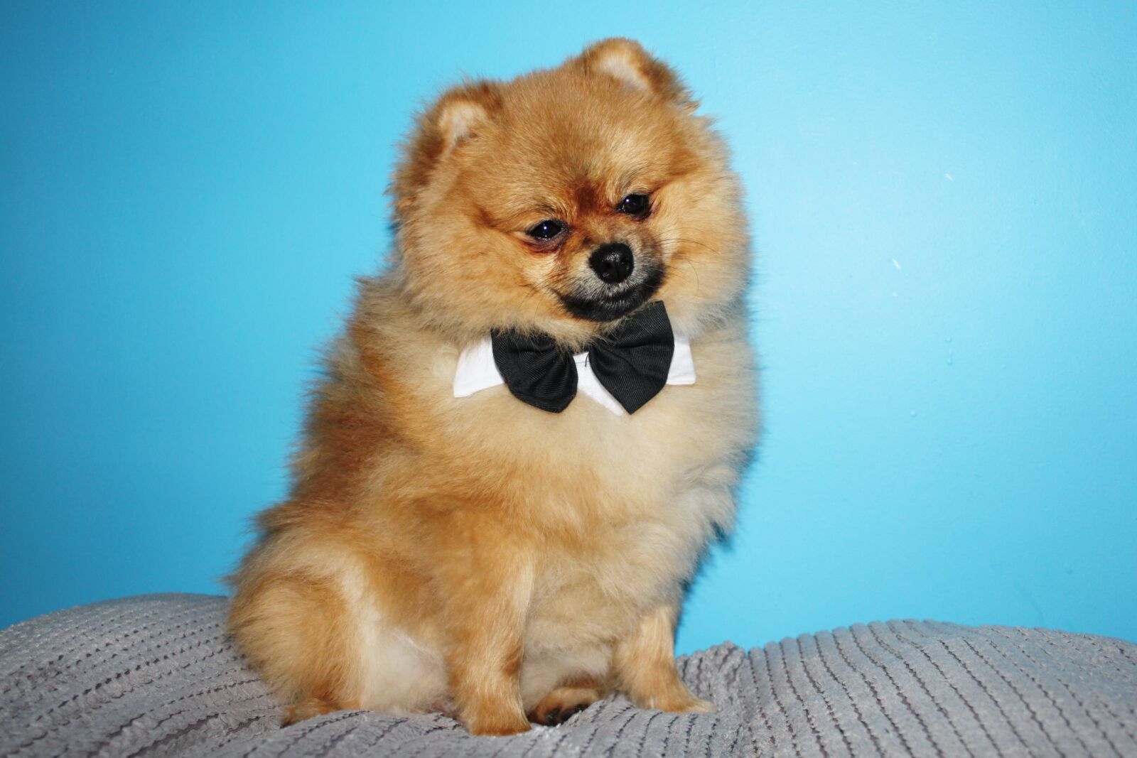 Canon EOS 500D (EOS Rebel T1i / EOS Kiss X3) sample photo. Spitz miniature, dog house photography