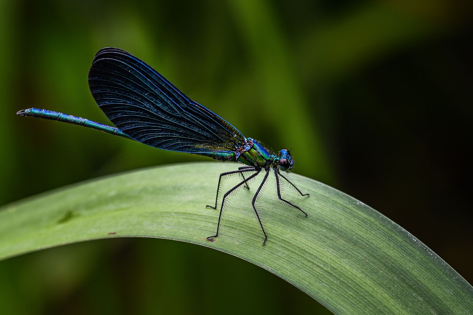 Nikon D750 sample photo. Blue, damselfly, dordogne photography