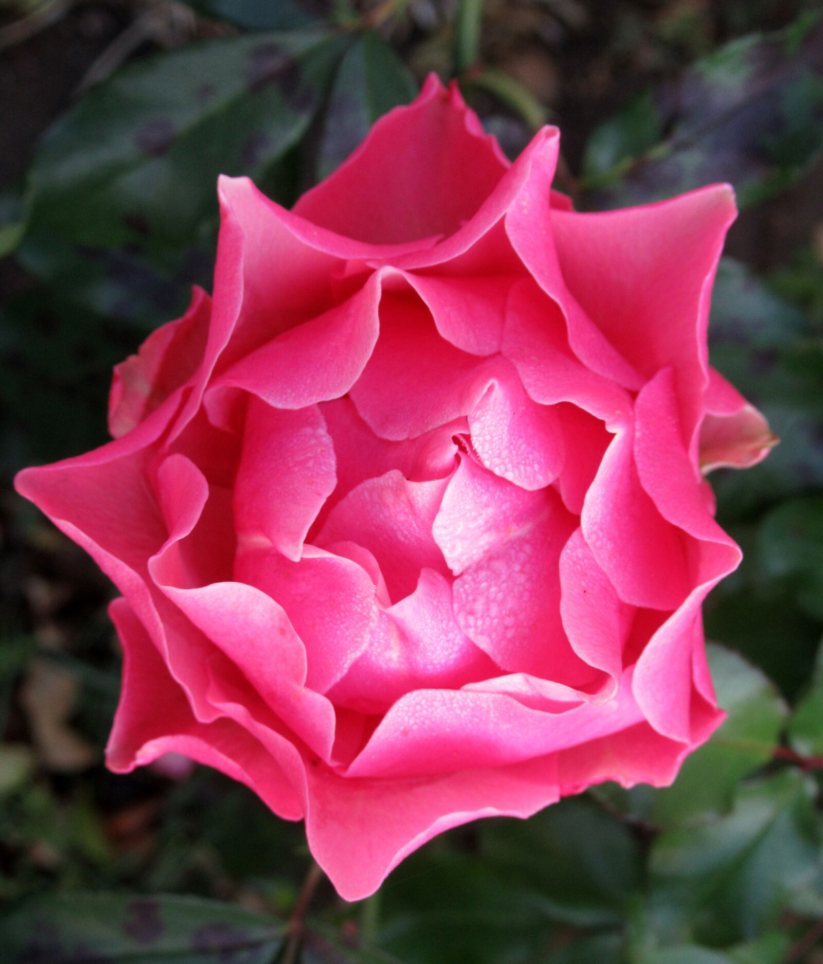 Canon PowerShot SX620 HS sample photo. Rose, garden, dew photography