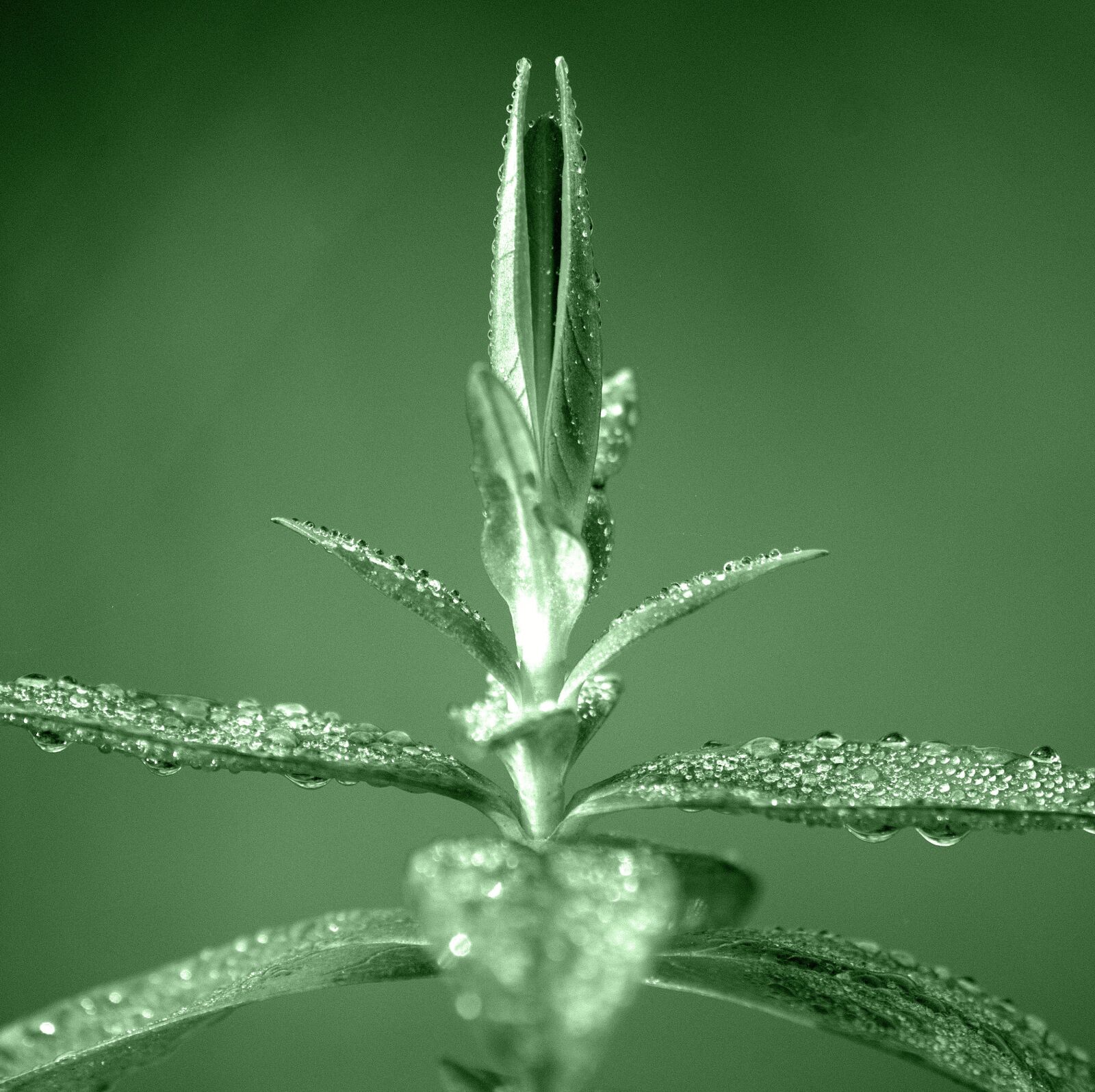 Pentax K-30 sample photo. Plant, dewdrop, morgentau photography