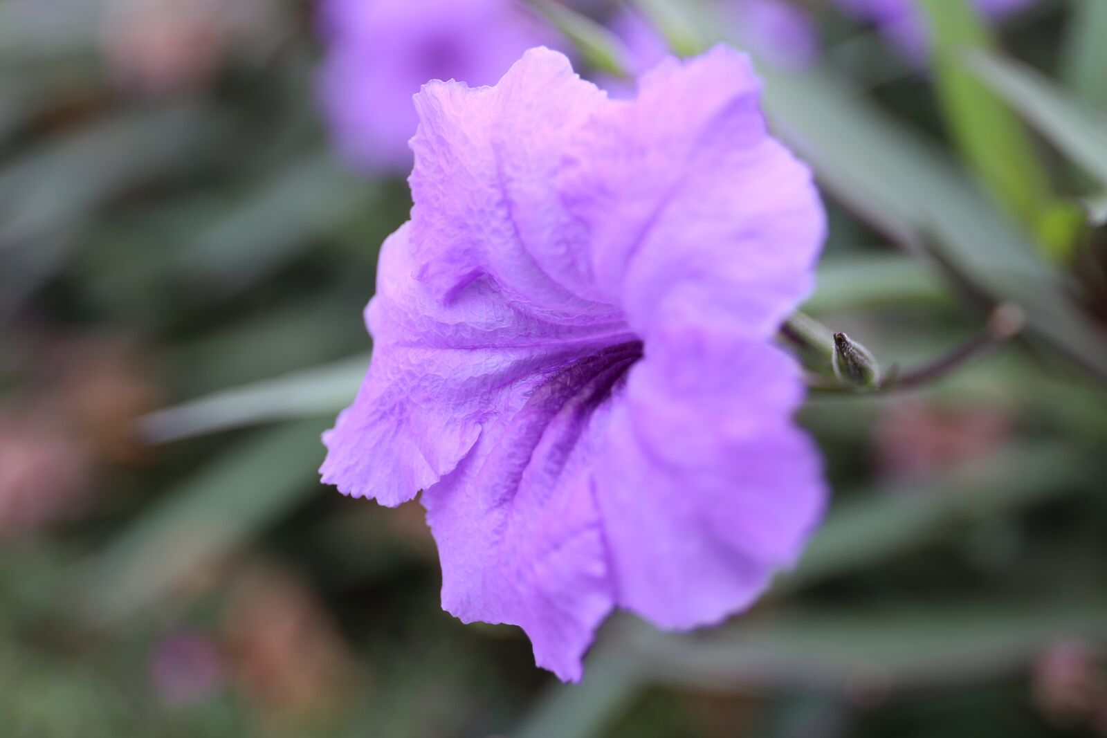 Canon EF 24-70mm F4L IS USM sample photo. Flower, nature, plant photography