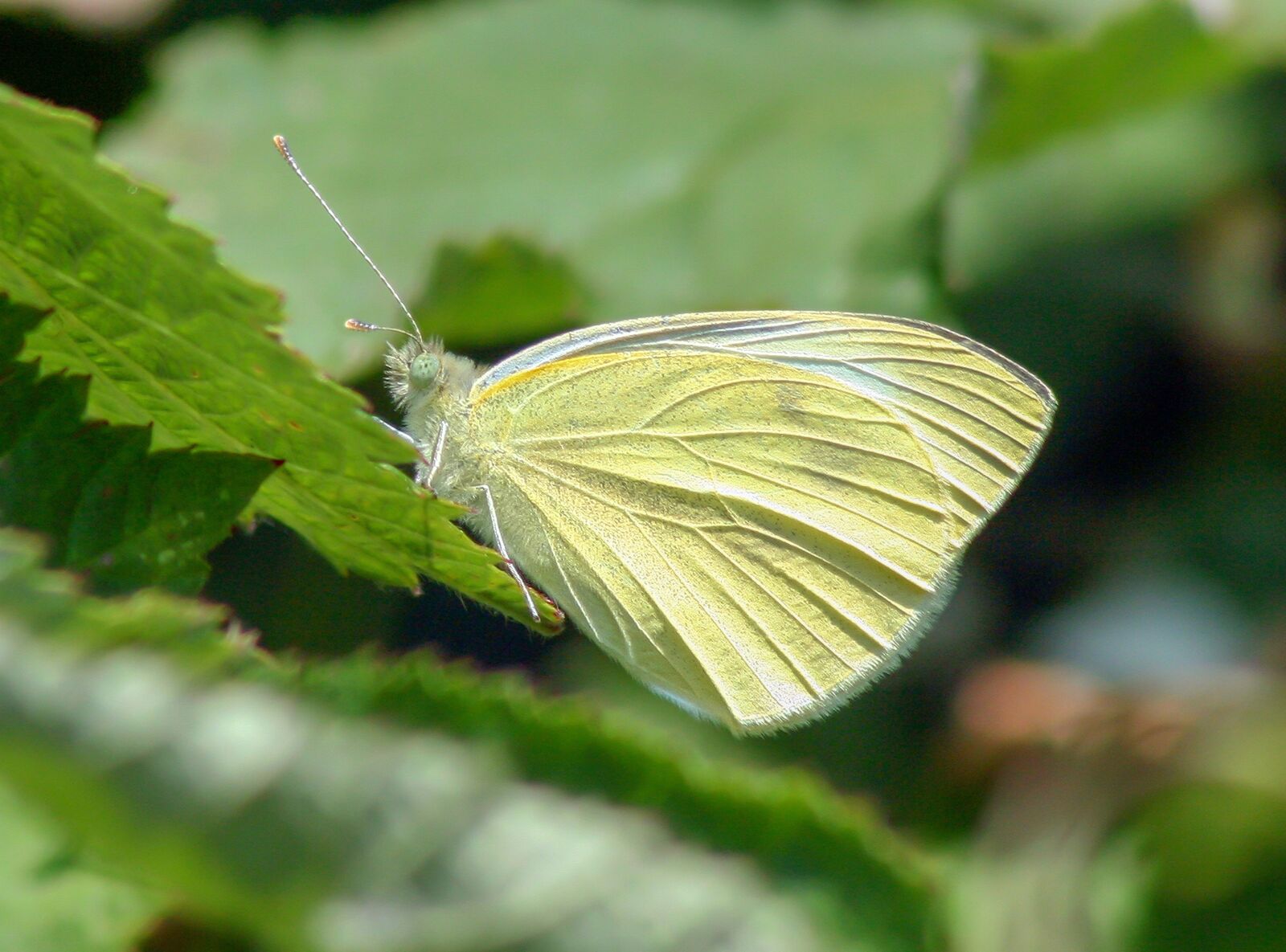 Canon EOS 350D (EOS Digital Rebel XT / EOS Kiss Digital N) sample photo. Butterfly, large white, wings photography
