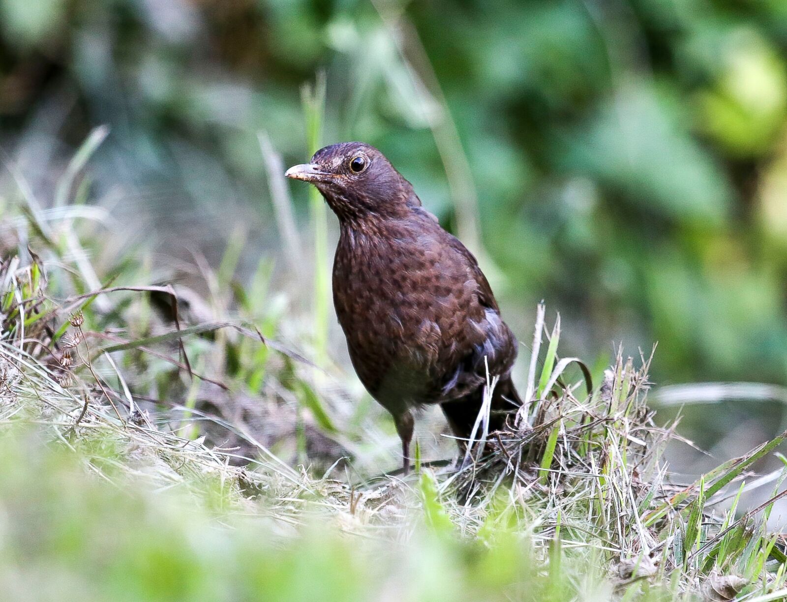 Canon EF 100-400mm F4.5-5.6L IS USM sample photo. Blackbird, bird, nature photography