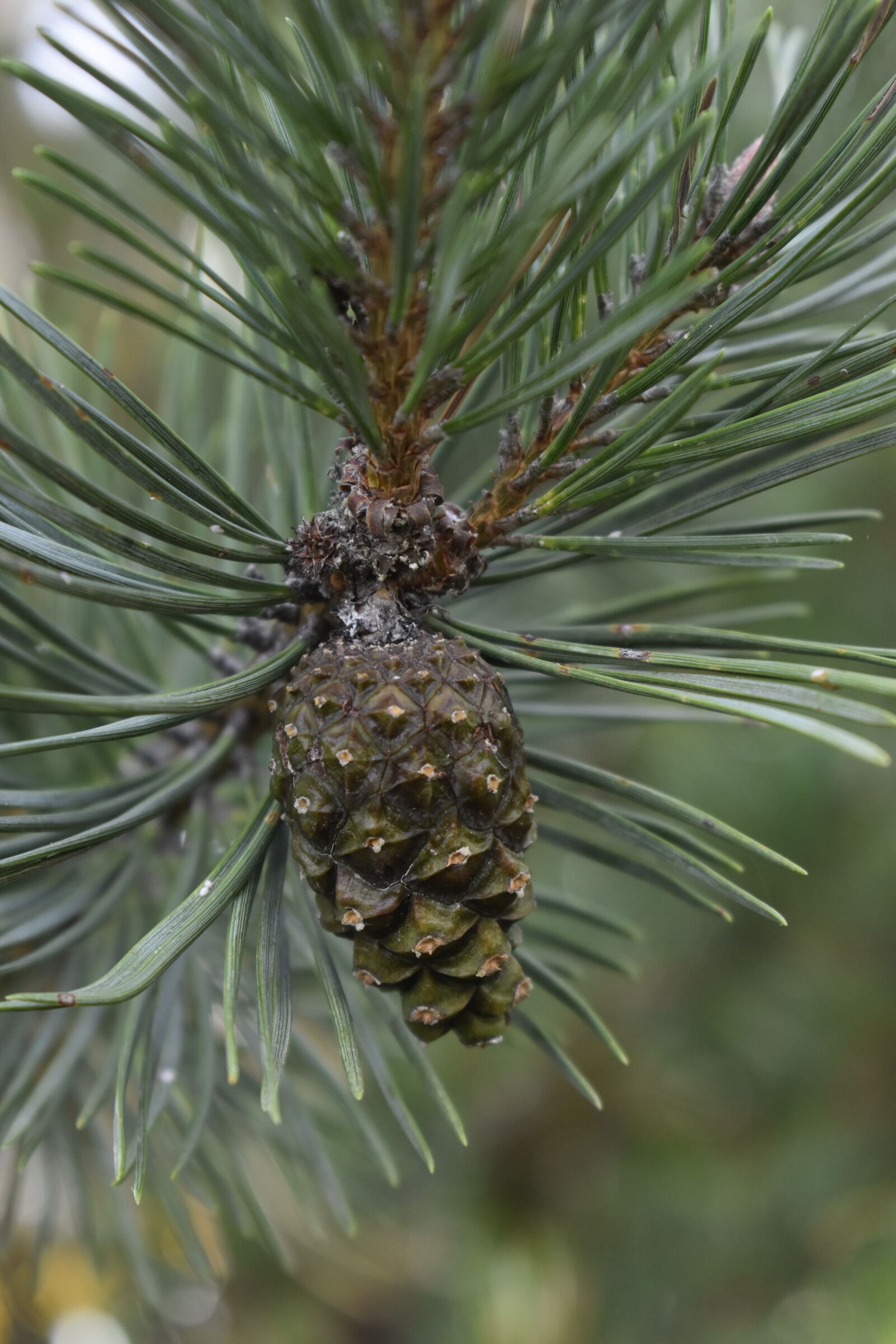 Nikon D3500 sample photo. Pine, cone, tree photography