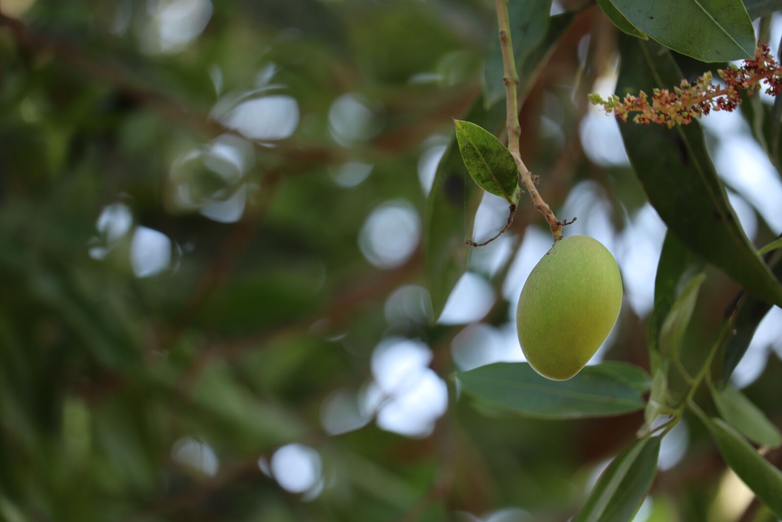Canon EOS 250D (EOS Rebel SL3 / EOS Kiss X10 / EOS 200D II) sample photo. Mango, kerala, nature photography