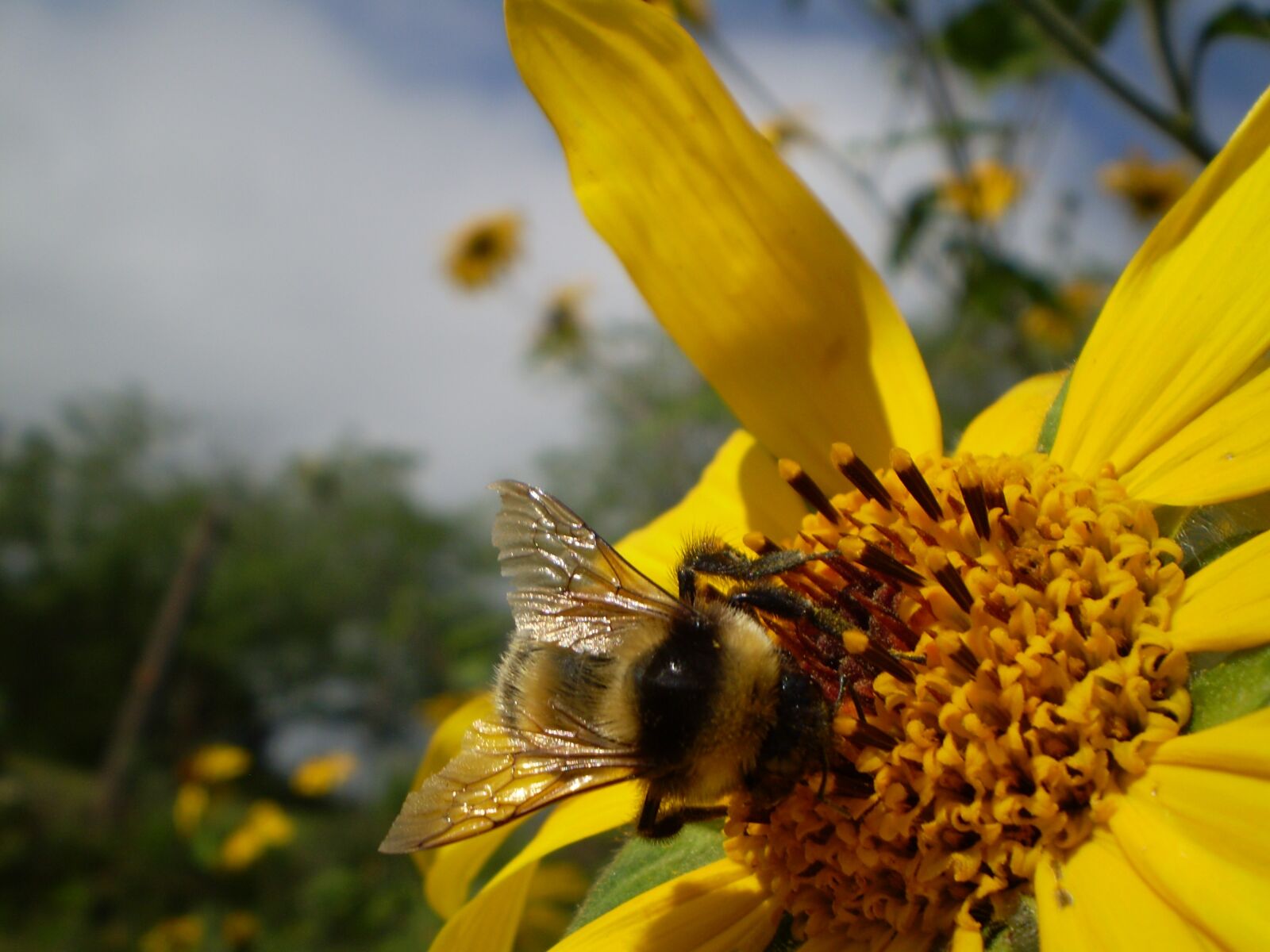 Olympus FE210,X775 sample photo. Flower, yellow, bumblebee photography