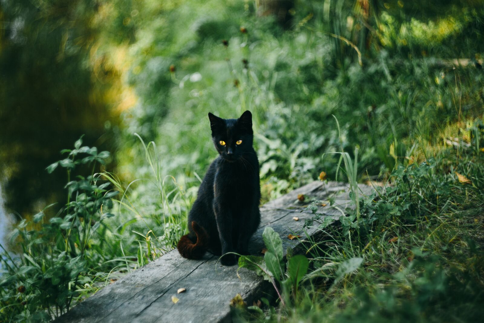 Canon EOS 6D sample photo. Animals, nature, black photography