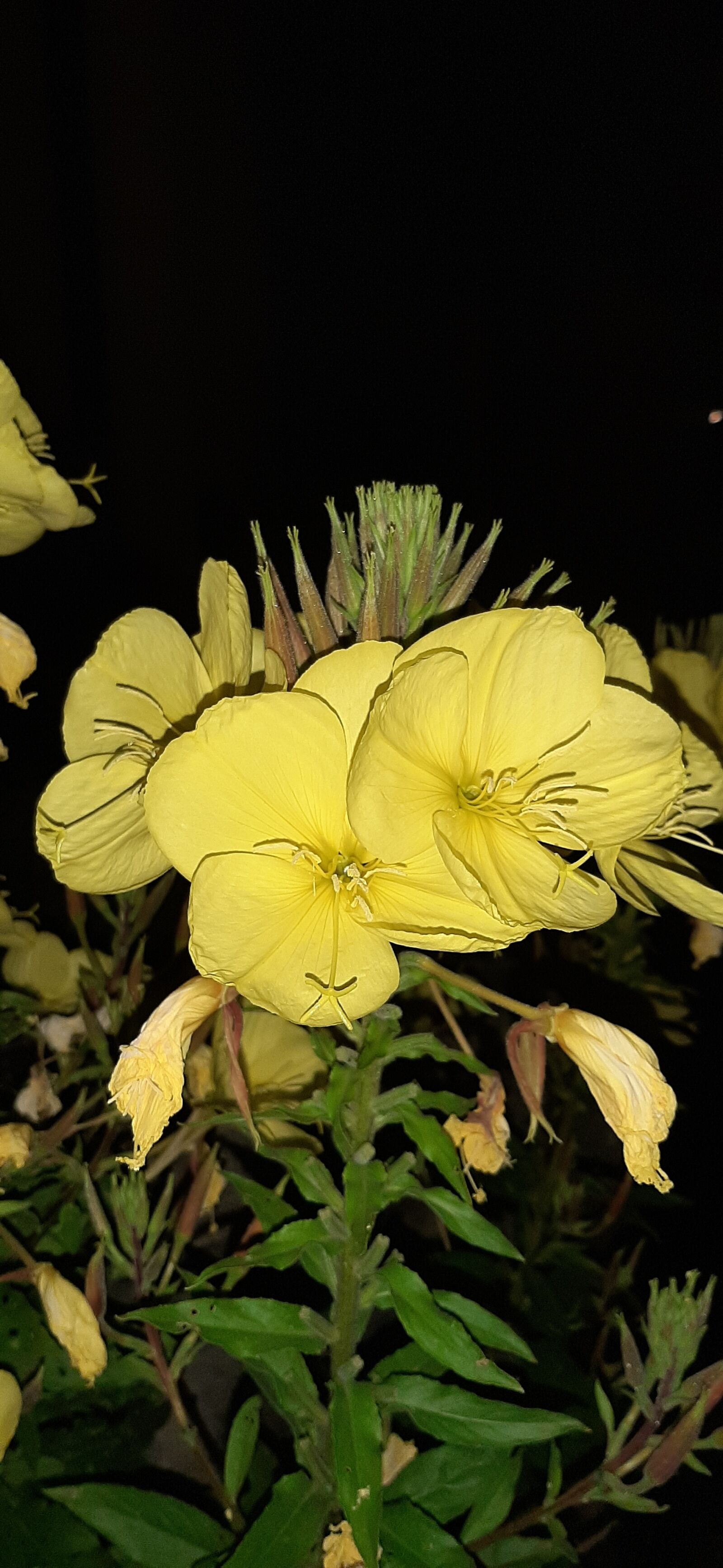 Samsung Galaxy A50 sample photo. Flowers, night flowers, nature photography