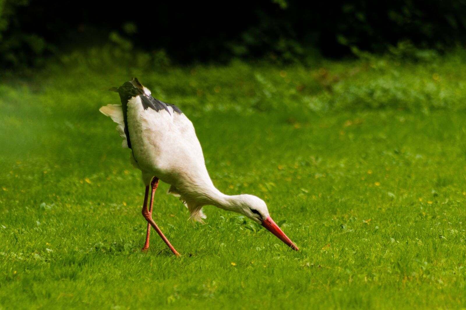 Nikon D7200 sample photo. Stork, green, nature photography