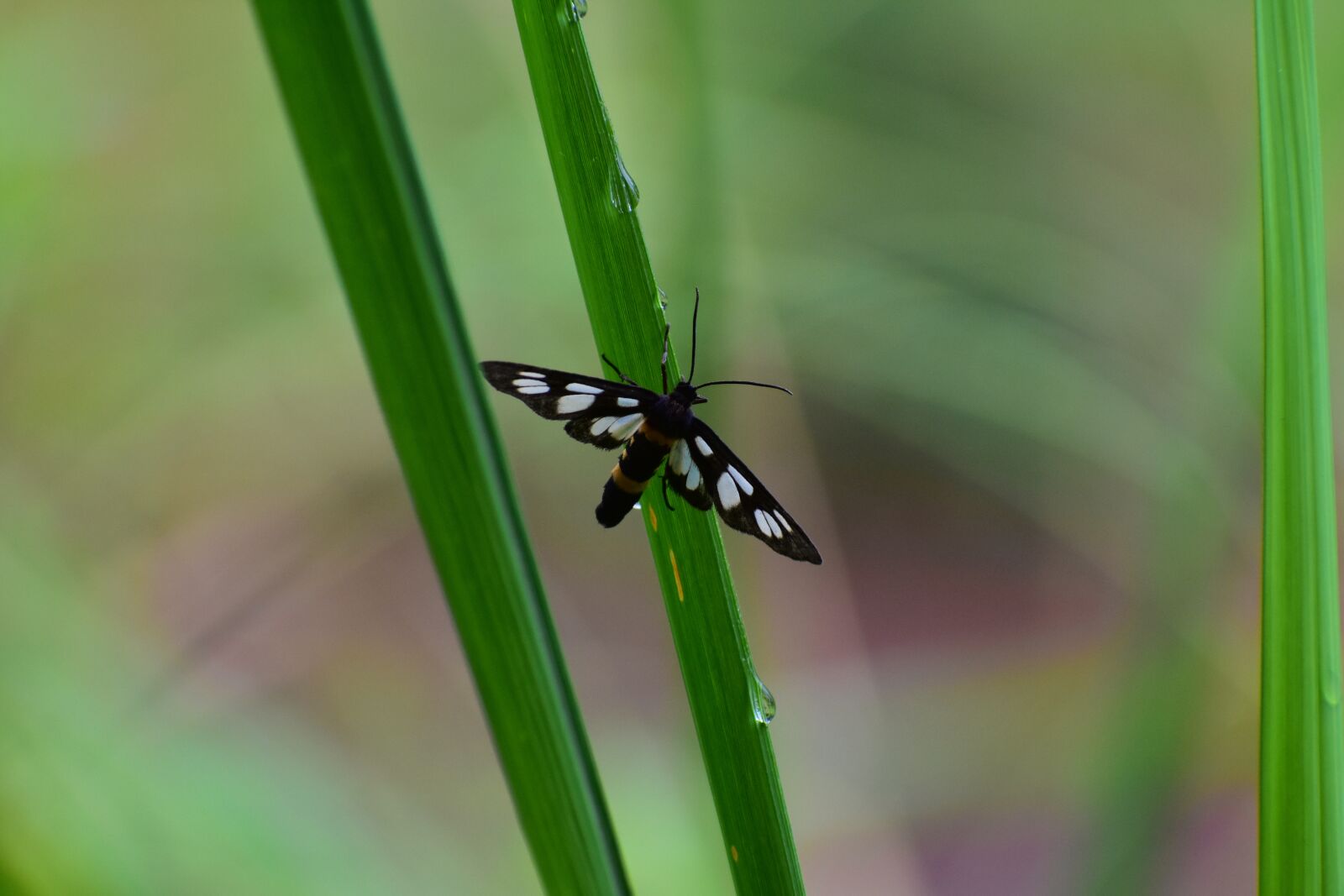 Nikon D7200 sample photo. Natural, landscape, plant photography