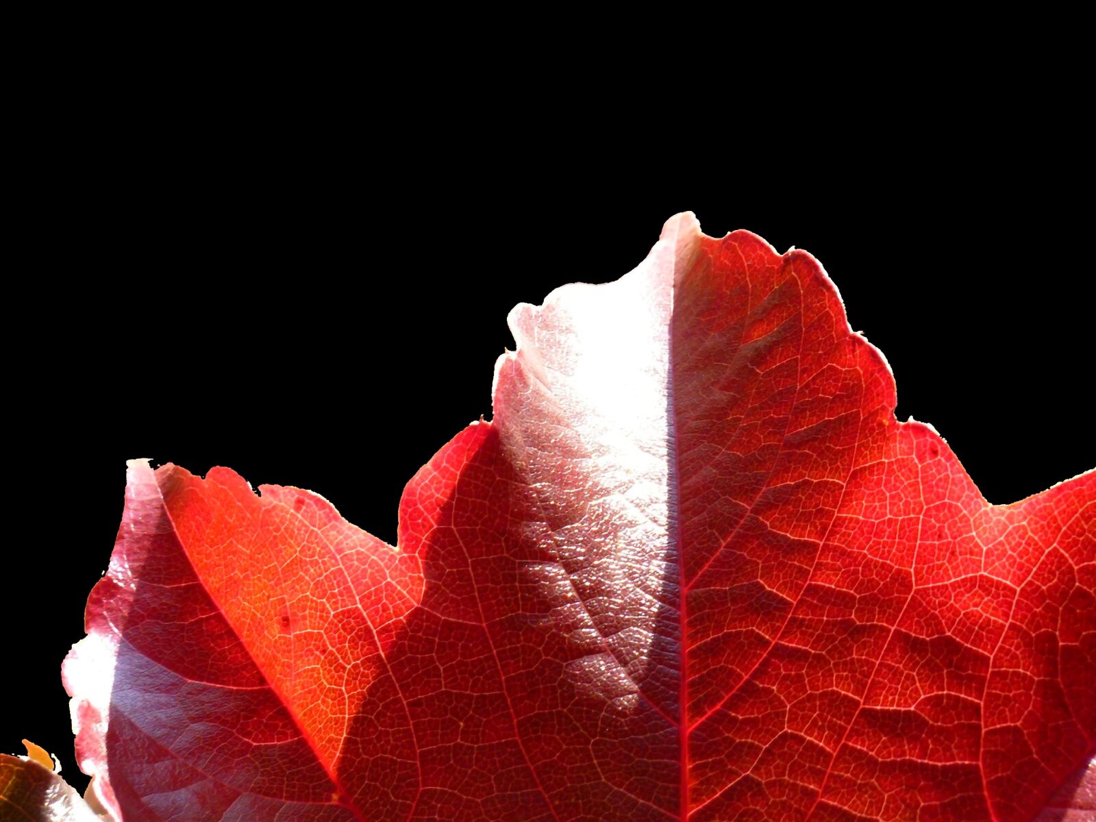 Panasonic DMC-TZ7 sample photo. Maple, maple leaf, leaf photography