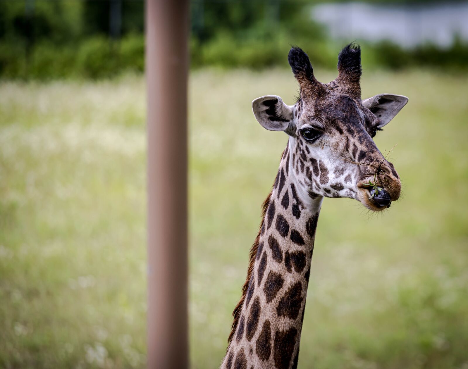 Nikon D810 sample photo. Giraffe, zoo, africa photography