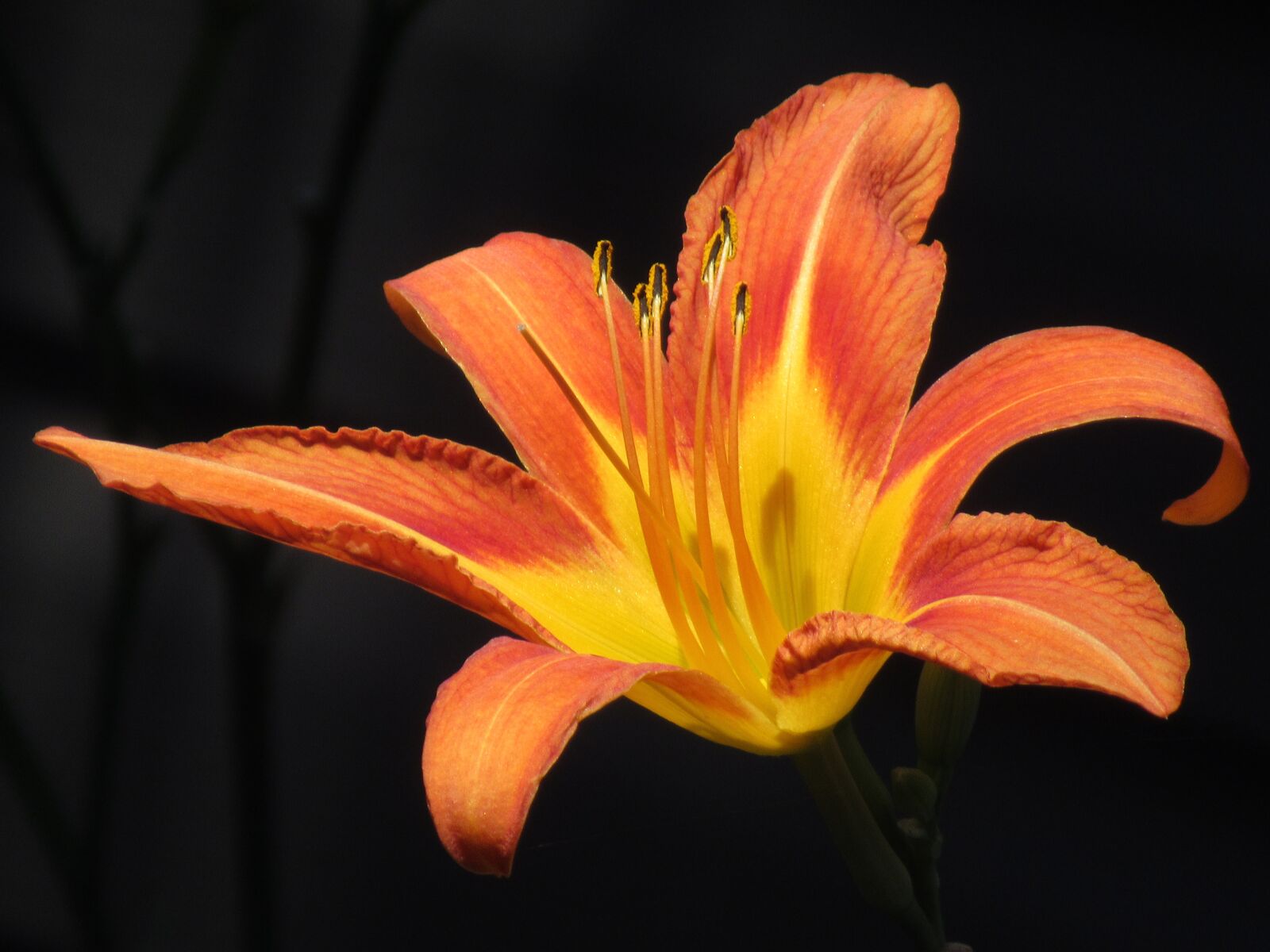 Canon PowerShot SX620 HS sample photo. Flower, nature, bloom photography