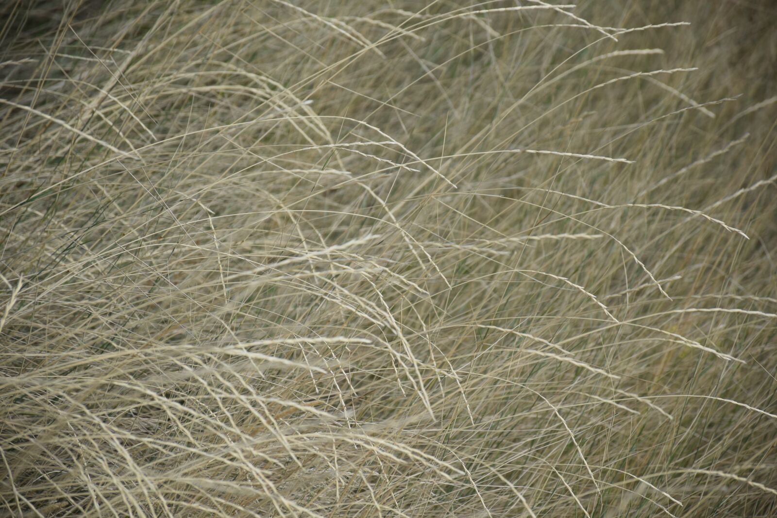 Nikon D3300 sample photo. Grass, dry, summer photography