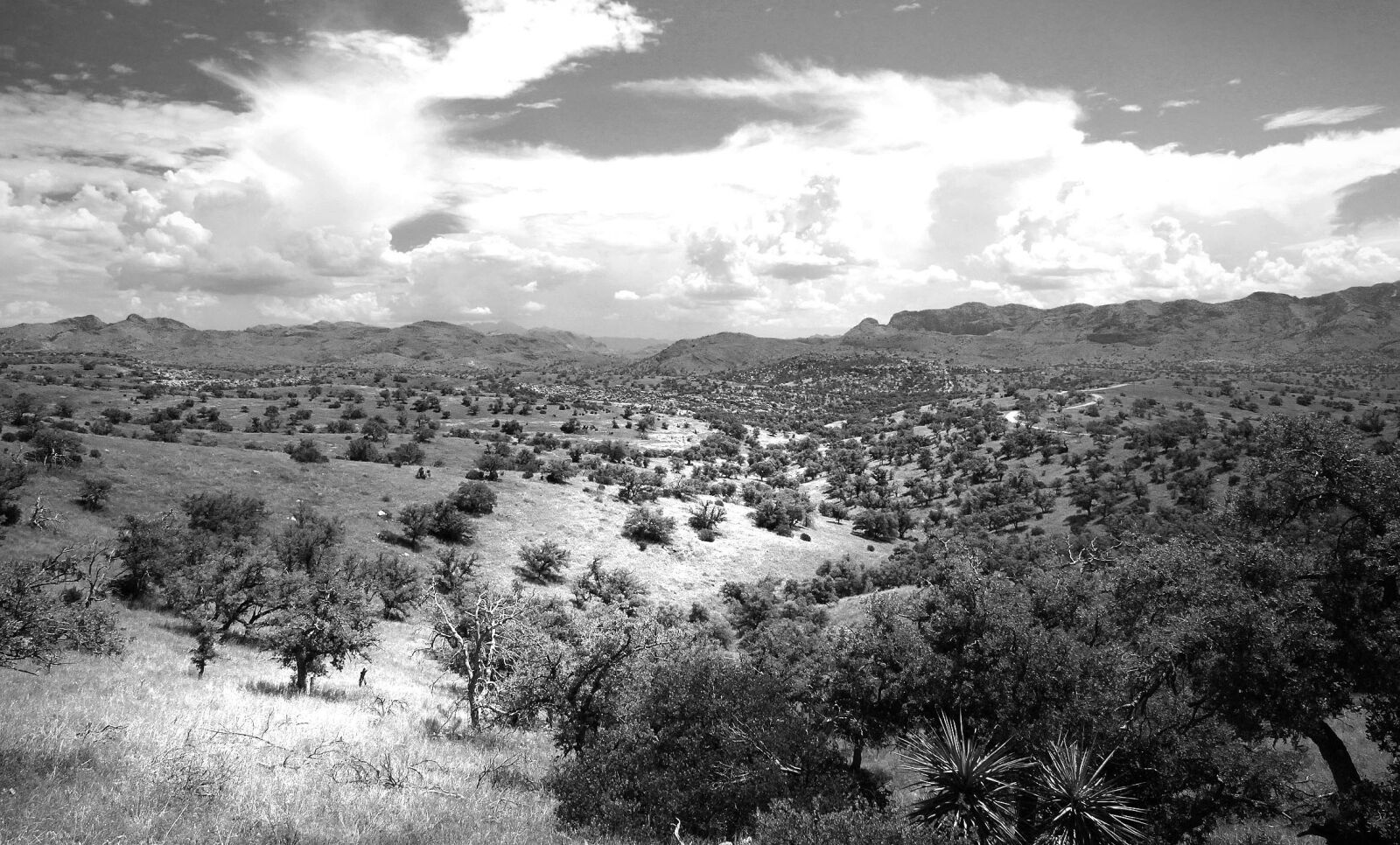 Canon EOS 500D (EOS Rebel T1i / EOS Kiss X3) sample photo. Grayscale, photo, of, green photography
