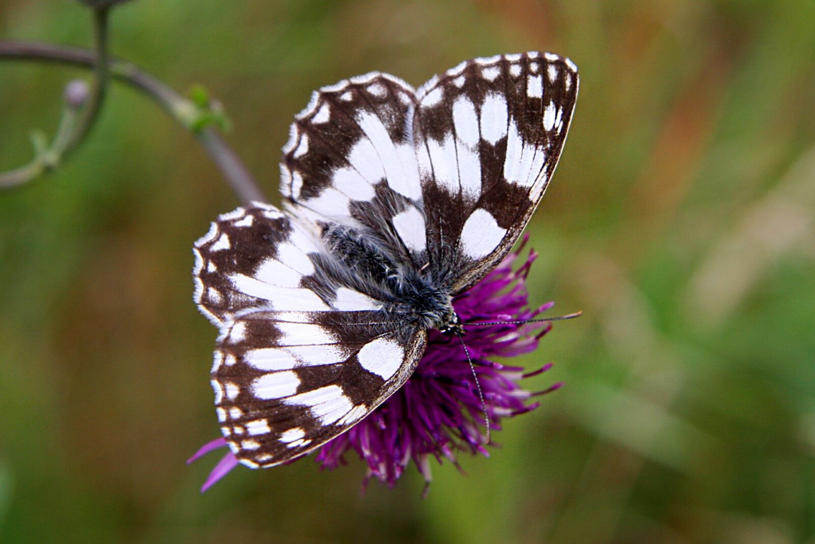 Canon EOS 40D sample photo. Butterfly, flower, meadow photography