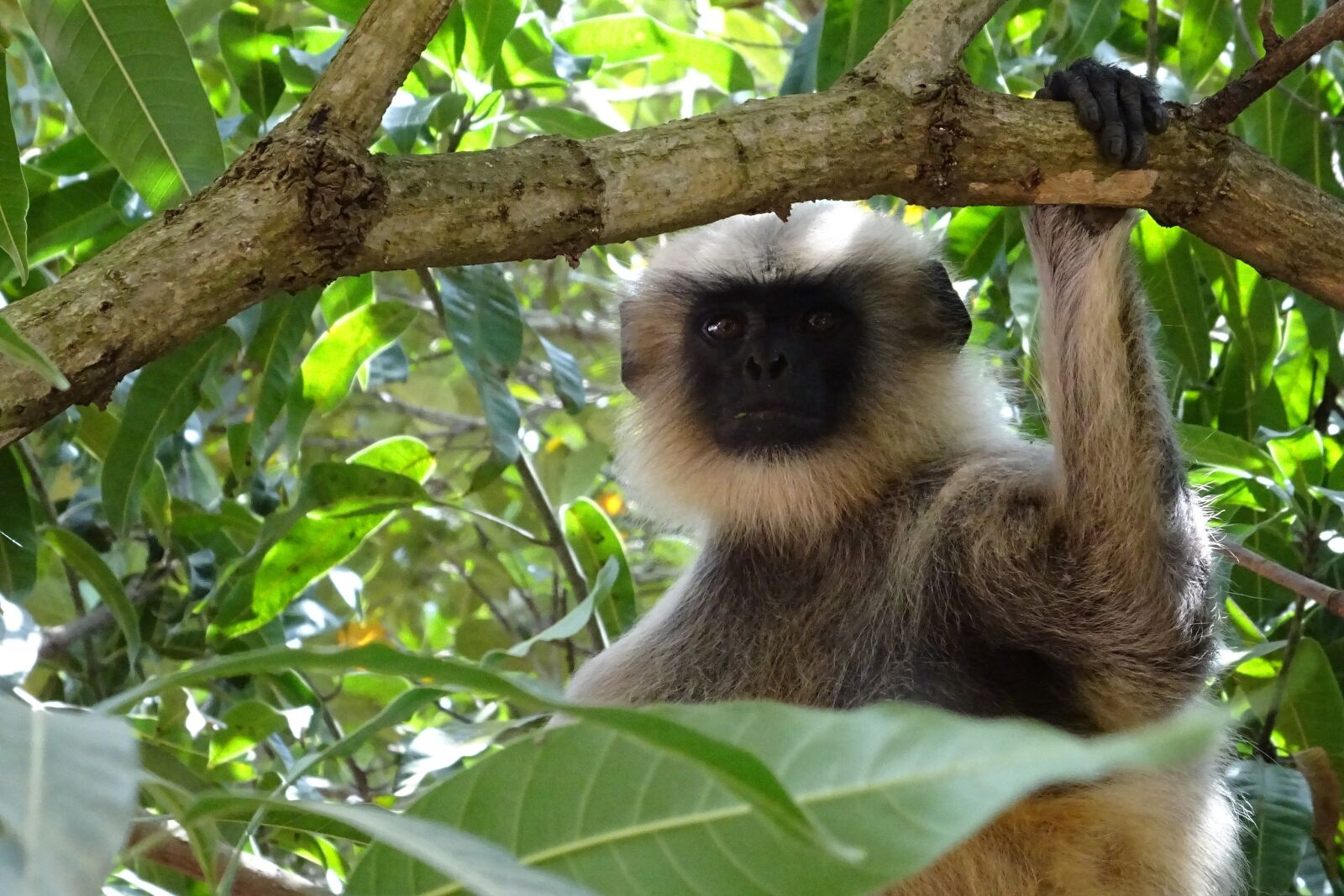 Sony DSC-HX60V sample photo. Monkey, langur, animal photography