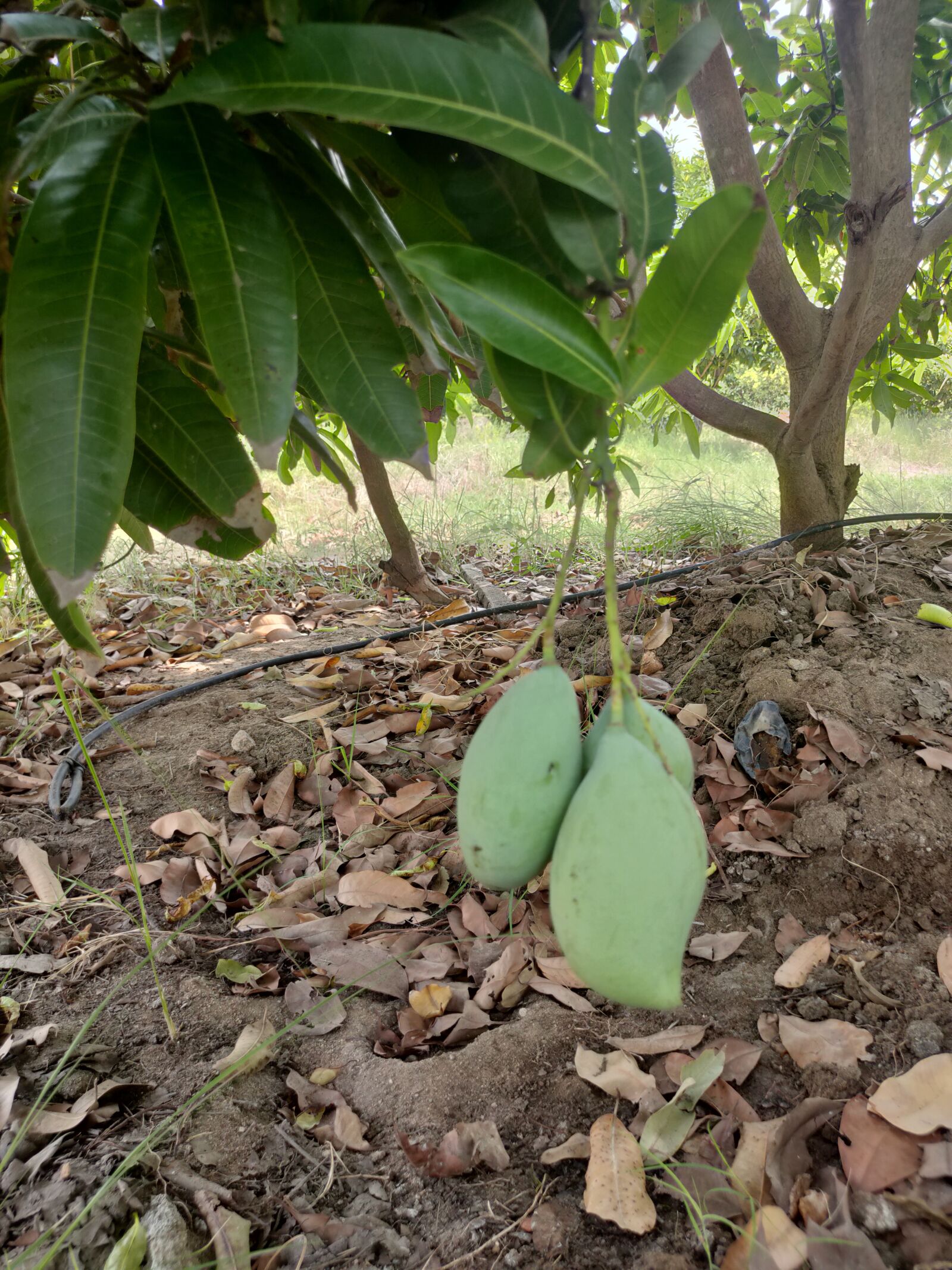 Realme XT sample photo. Mango, garden, fruit photography