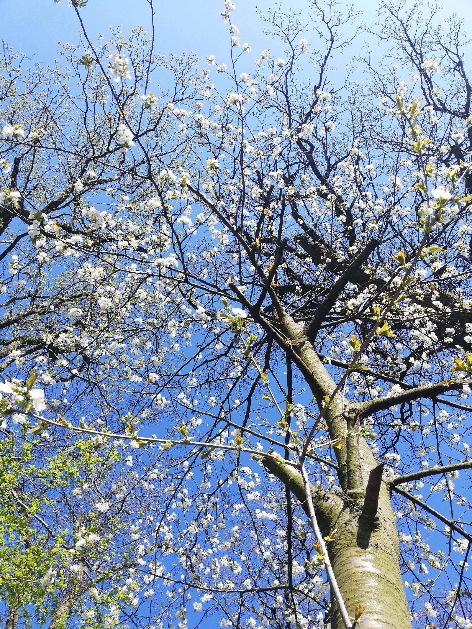 HUAWEI P20 lite sample photo. Tree, without, sky photography