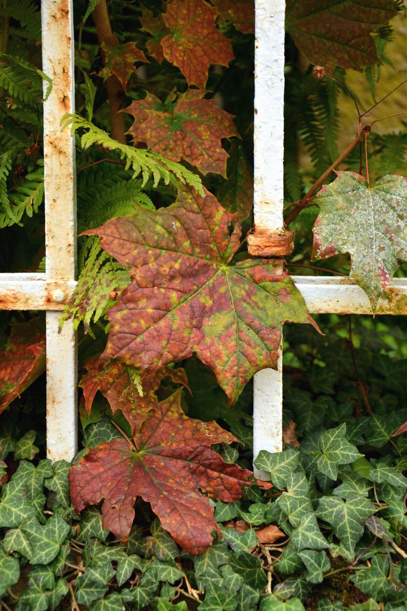 Nikon D5200 sample photo. Leaf, ivy, fence, metal photography