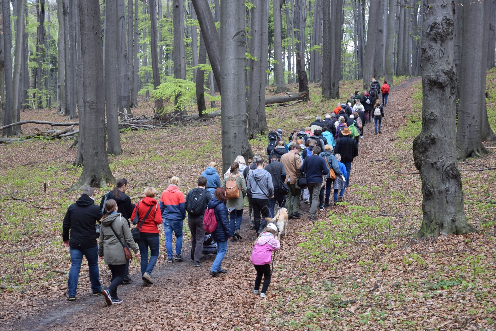 Nikon D5300 sample photo. Tour, forest, nature photography