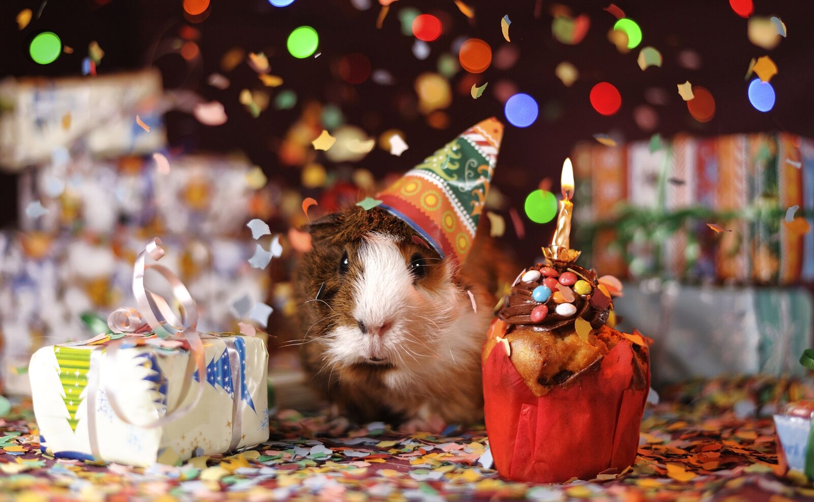 Nikon D700 sample photo. Guinea pig, happy birthday photography