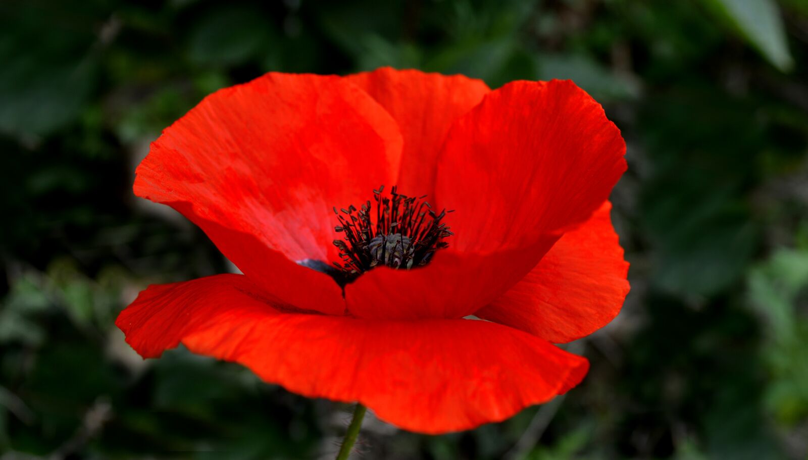 Nikon D3200 sample photo. Poppy flower, red poppy photography