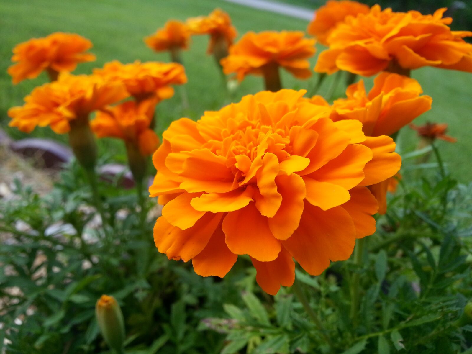 Samsung Galaxy S3 sample photo. Marigold, flower, orange photography