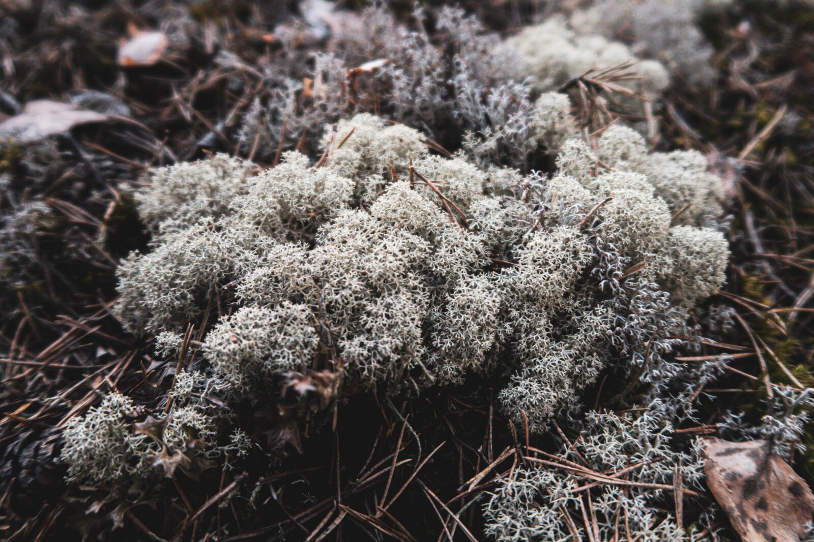 Canon PowerShot G7 X Mark II sample photo. Lichen, finnish forest, turku photography