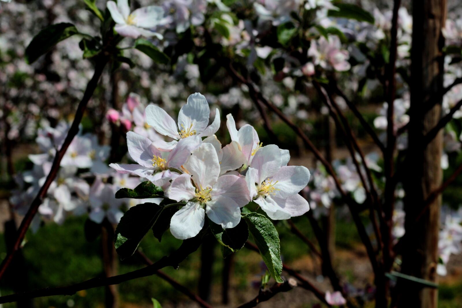 Canon EOS 600D (Rebel EOS T3i / EOS Kiss X5) + Canon EF 50mm F1.8 STM sample photo. Apple blossom, spring, appelbom photography