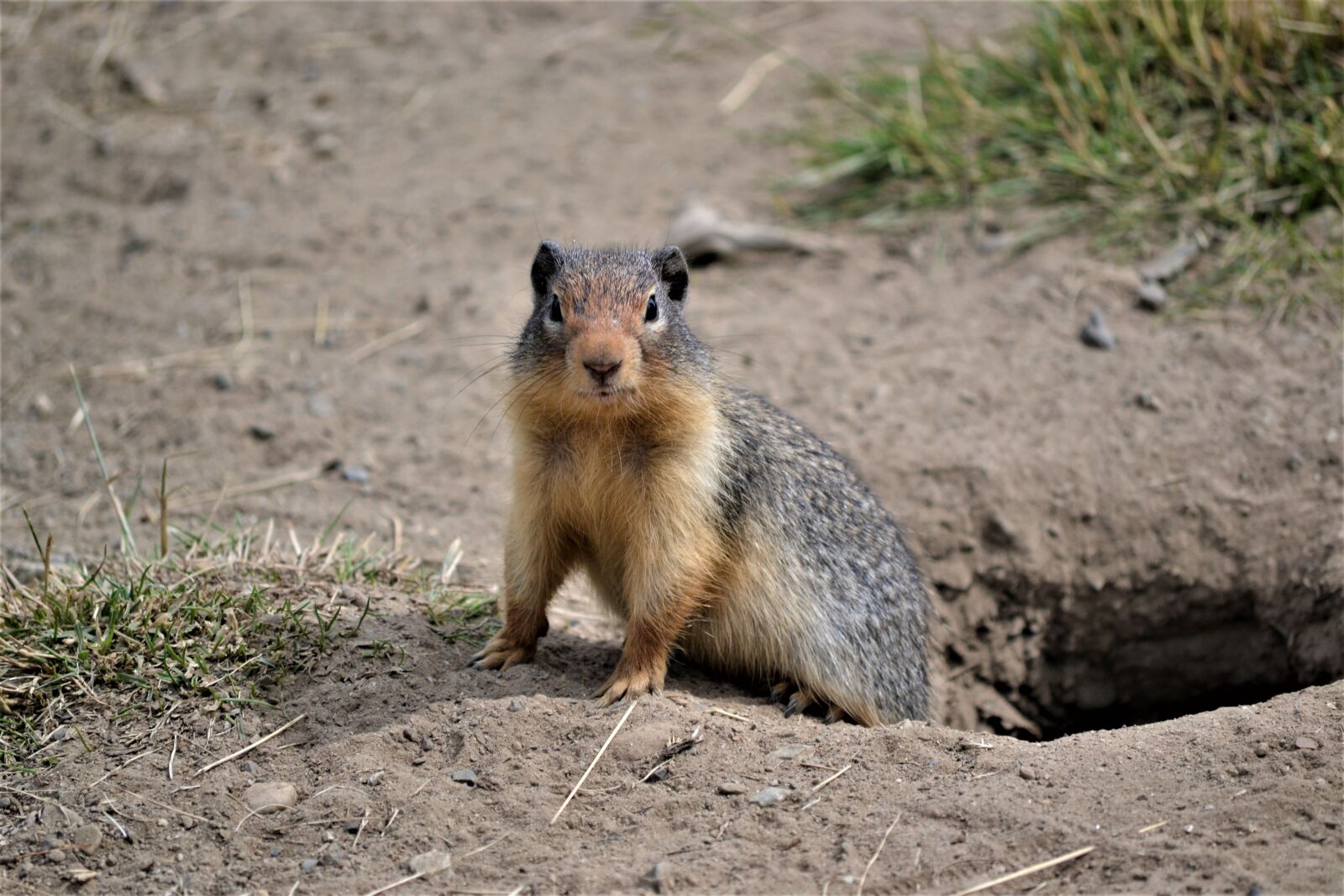 Nikon D3100 sample photo. Marmot, outdoors, wildlife photography