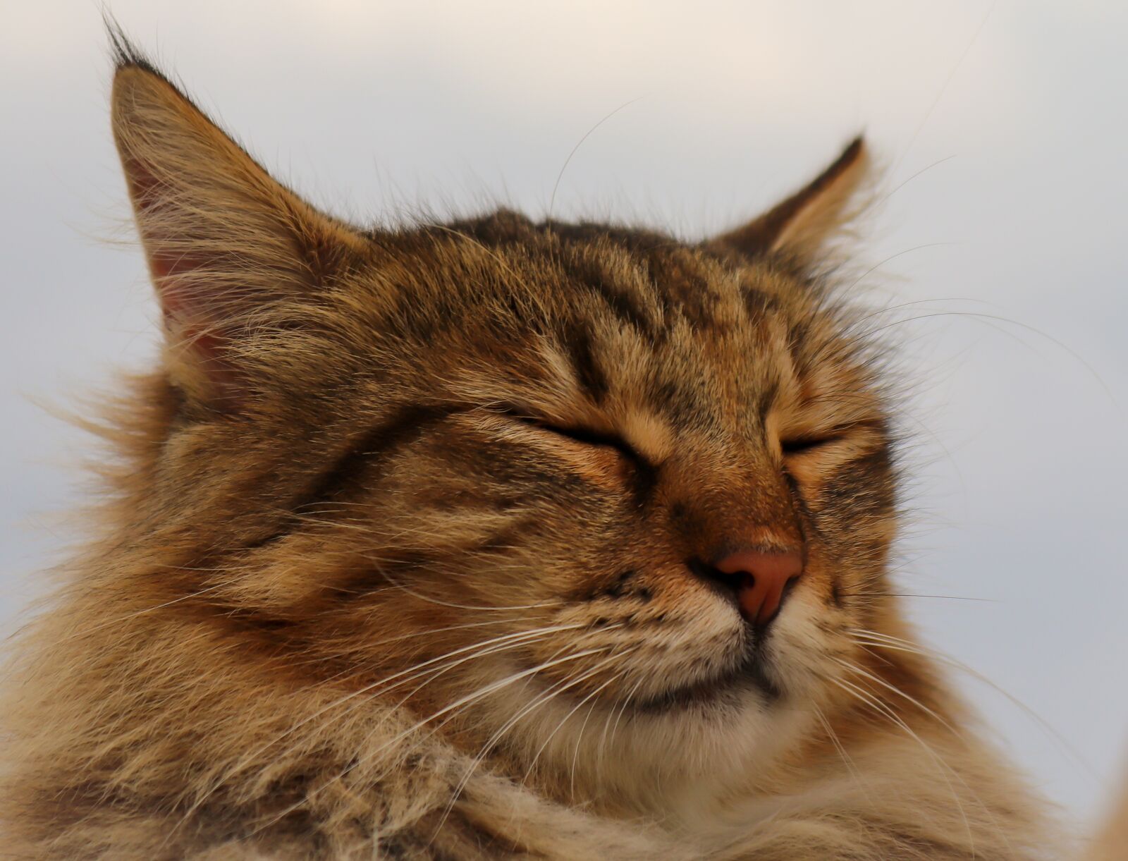 Canon EOS 200D (EOS Rebel SL2 / EOS Kiss X9) sample photo. Cat, german longhaired pointer photography