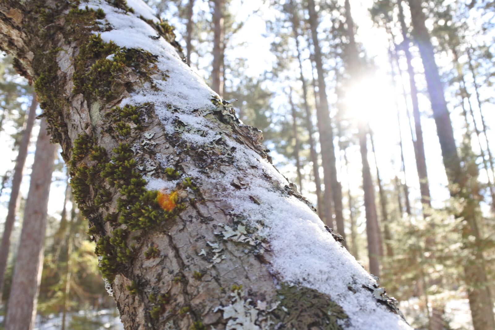 Nikon 1 J5 sample photo. Hike, nature, sun, tree photography