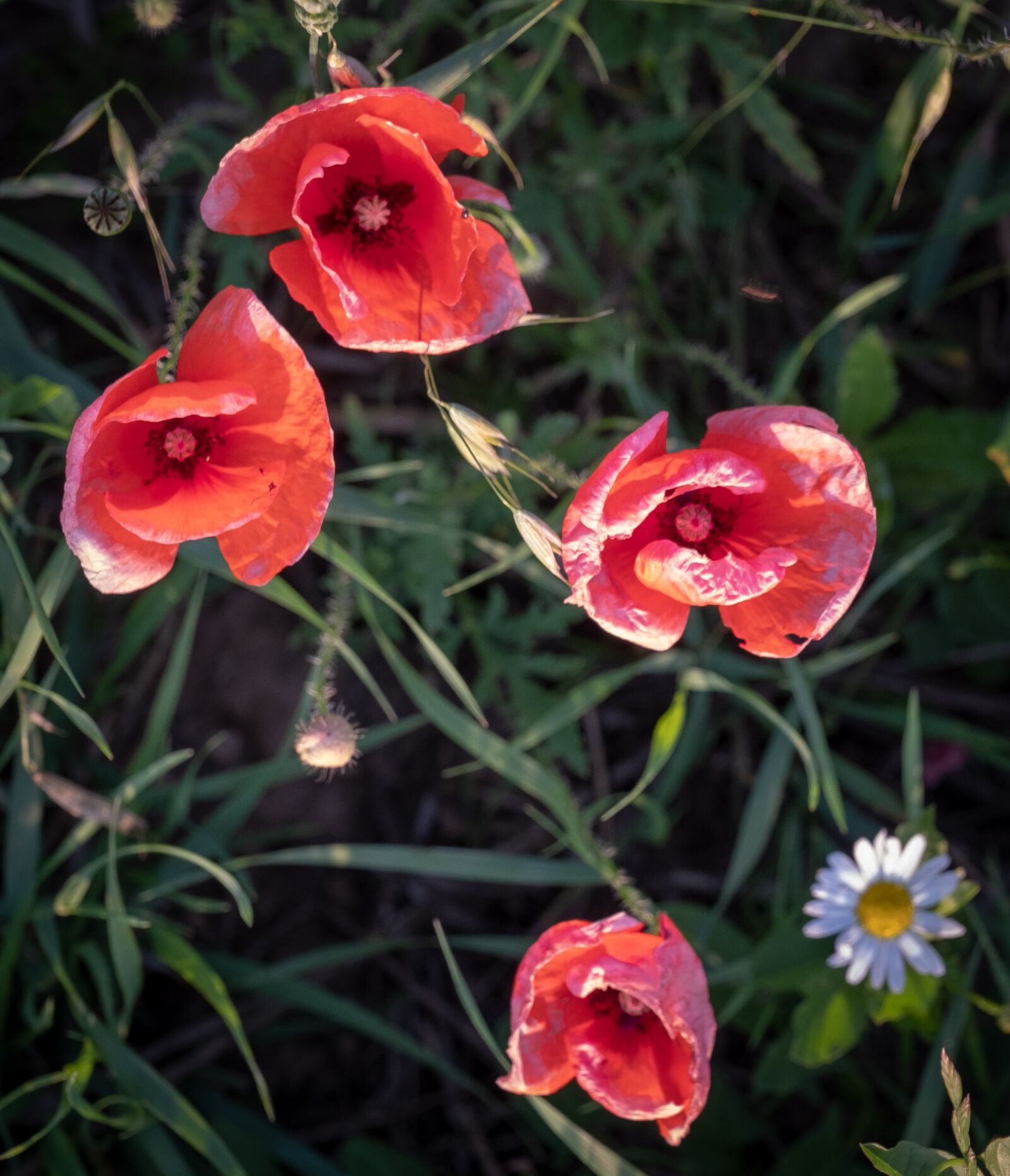 Fujifilm X-T2 sample photo. Poppy, klatschmohn, cornflower photography