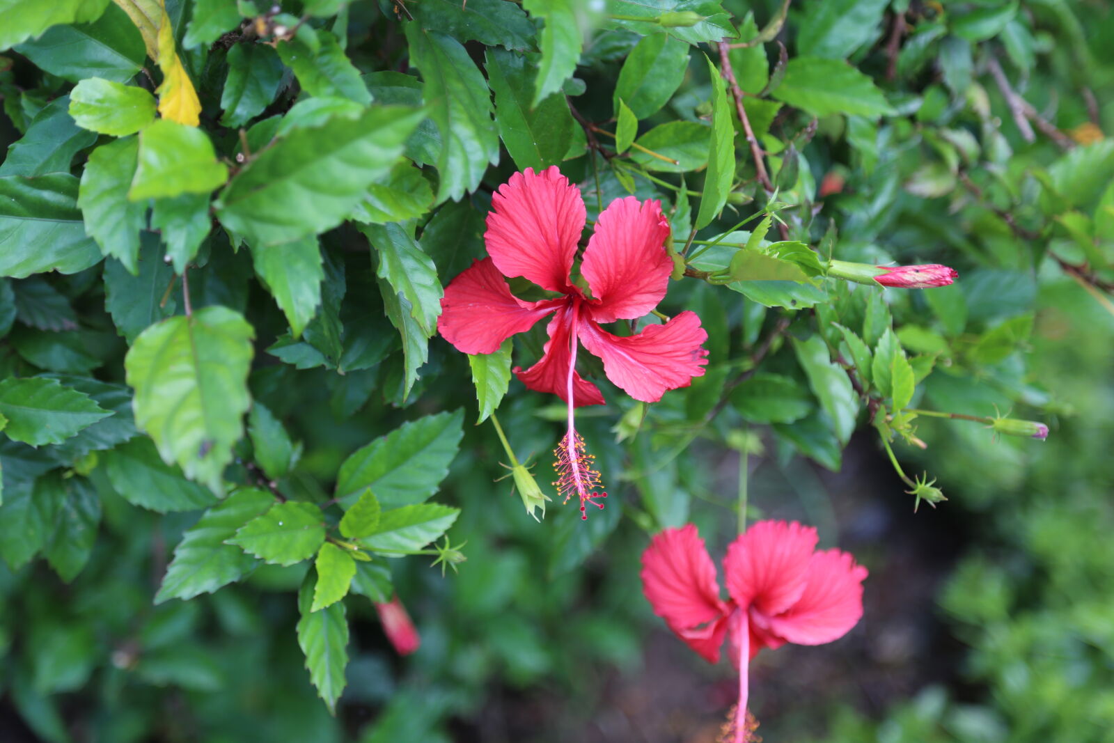 Canon EF 24-105mm F4L IS USM sample photo