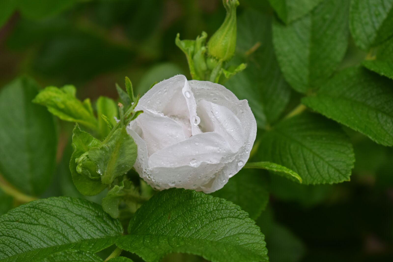 Nikon D3300 sample photo. Rose in the rain photography
