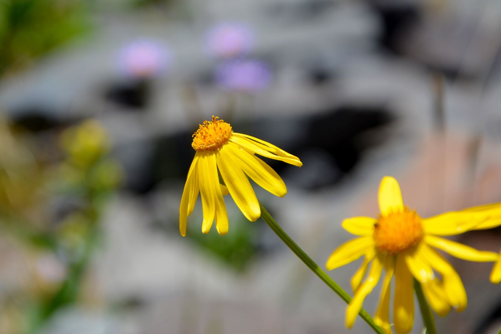 Nikon D7100 sample photo. Flower, nature, macro photography