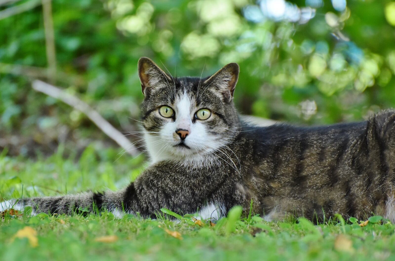 Nikon D7200 sample photo. Cat, domestic cat, pet photography