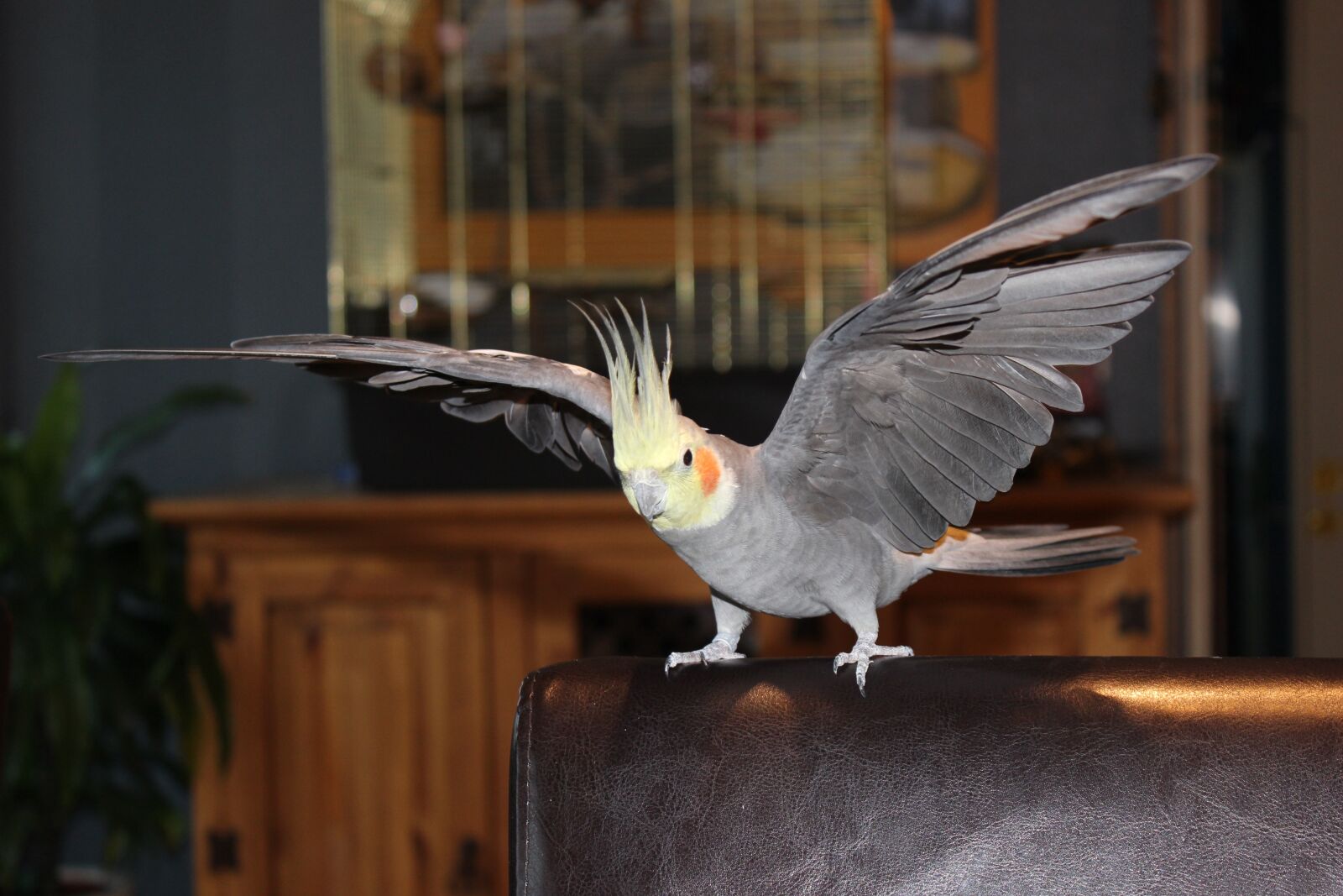 Canon EOS 600D (Rebel EOS T3i / EOS Kiss X5) sample photo. Bird, animal, animal world photography