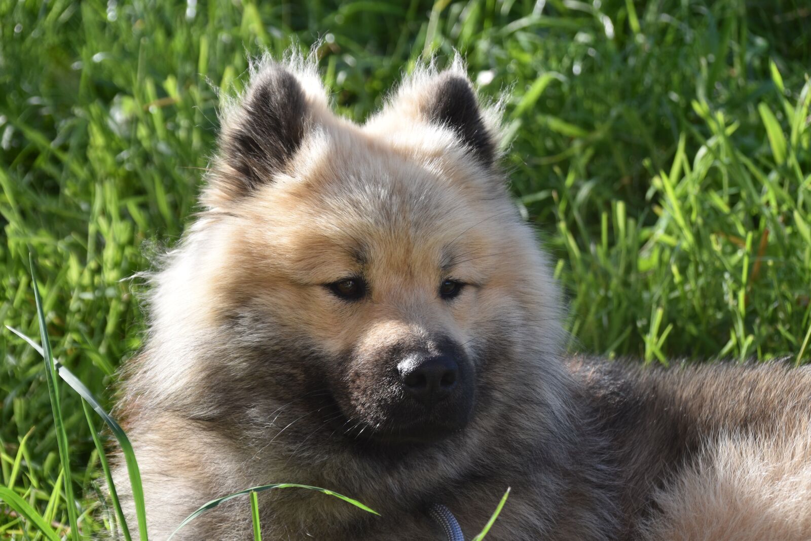 Nikon D5600 sample photo. Dog, young male eurasier photography