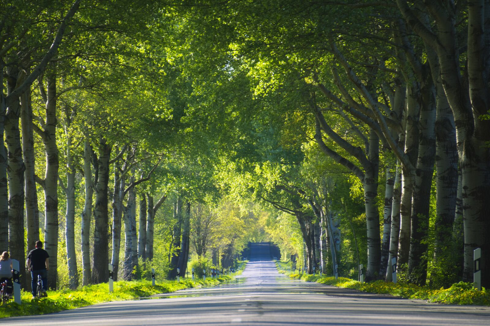 Sony a6000 sample photo. Tree lined avenue, trees photography