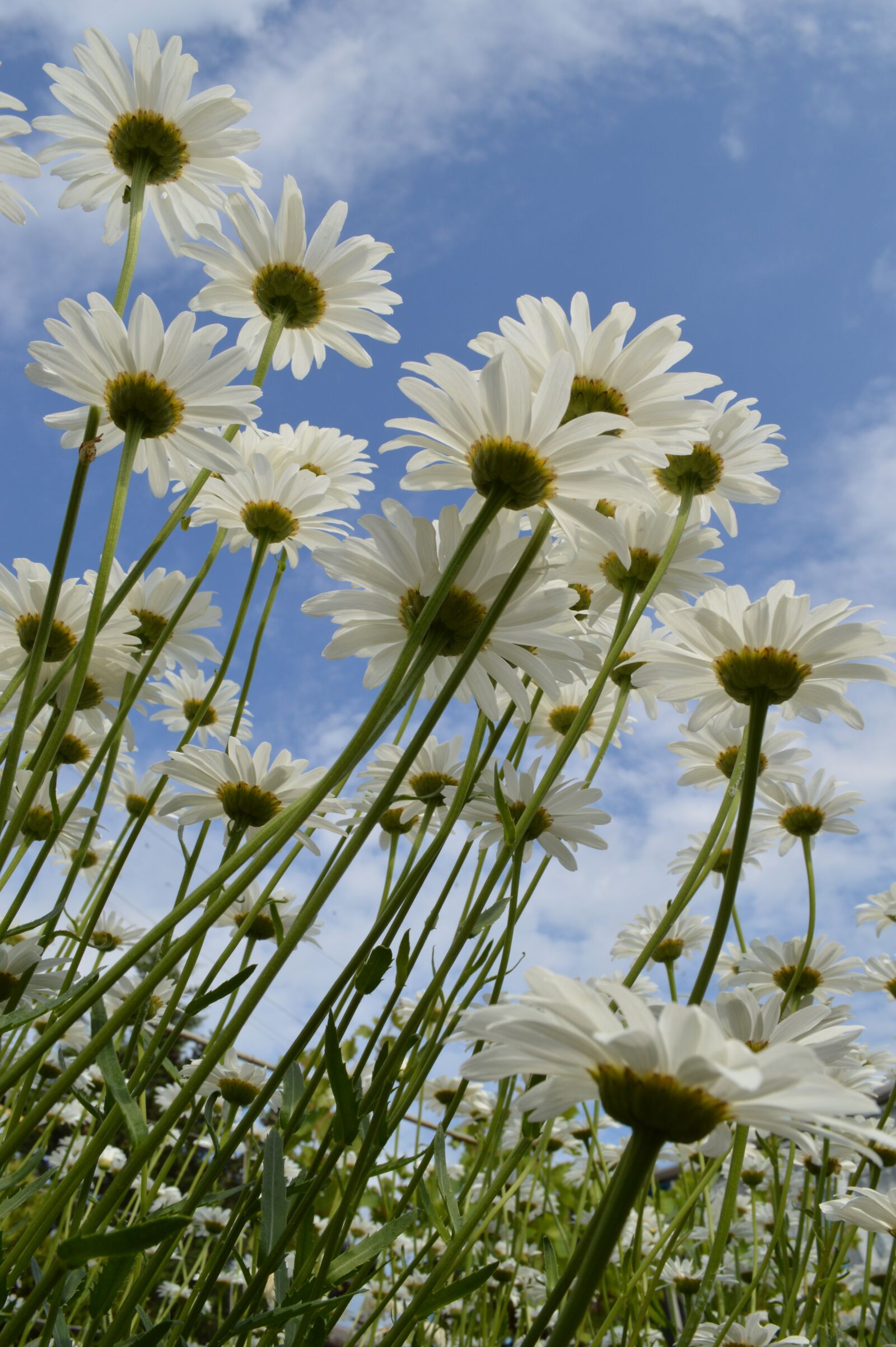 Nikon D3200 sample photo. Chamomile, daisy, flowers photography