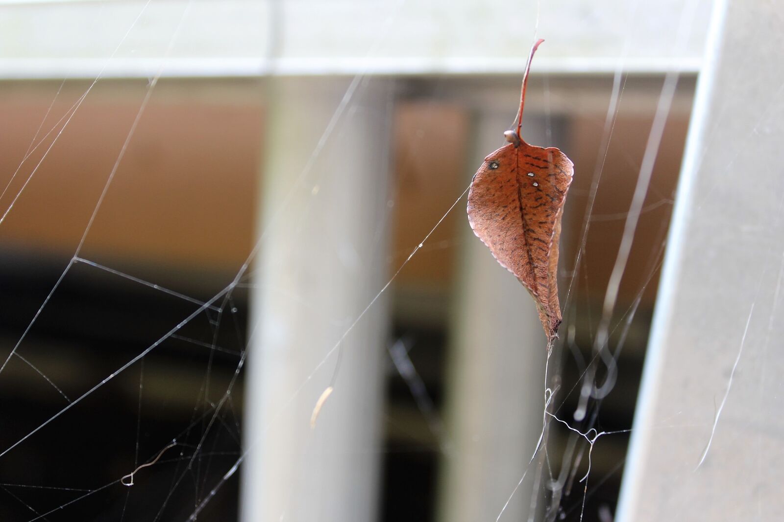 Canon EOS 1200D (EOS Rebel T5 / EOS Kiss X70 / EOS Hi) sample photo. Autumn, leaf, dried, leaves photography