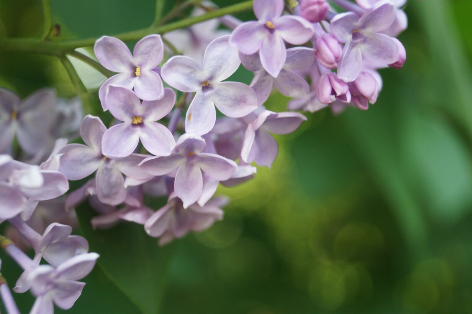 Sony DT 18-55mm F3.5-5.6 SAM II sample photo. Lilac, purple, hell photography