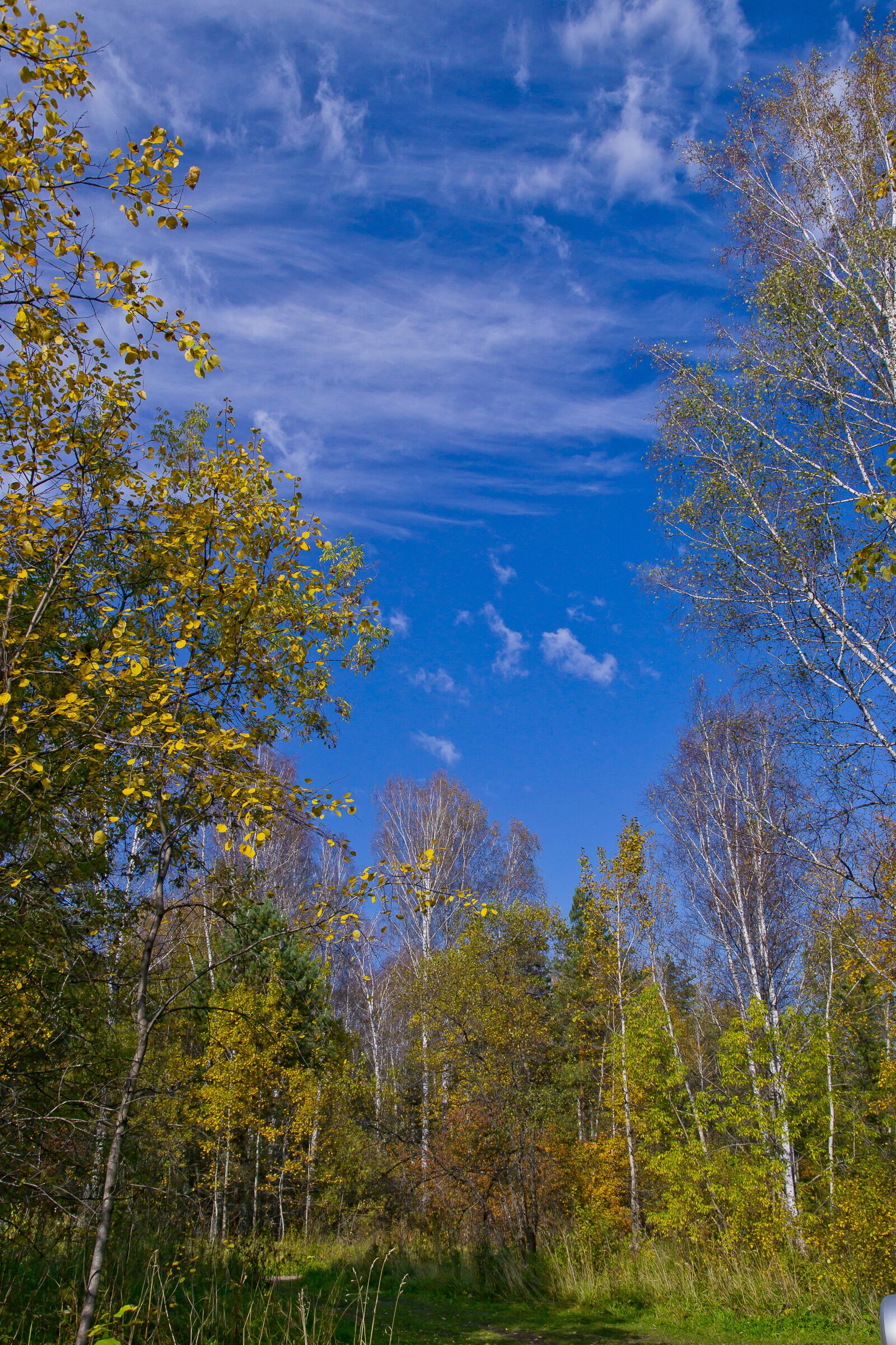 Sony Alpha DSLR-A850 sample photo. Autumn, siberian forest, birch photography